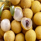 15usd Ngryise 200pcs Longan Fruit Tree seed