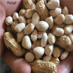 18usd Ngryise 300pcs White Peanut Fruit SEED
