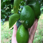 18usd Ngryise 500pcs Citrus Limon Fruit Ning Meng LEMON SEED