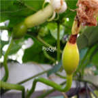 18usd Ngryise 200pcs Trichosanthis For Gua Lou SEED