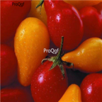 18usd Ngryise 2000pcs Red Pear Tomatoes SEED