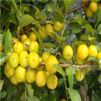 18usd Ngryise 500pcs Cerasus Humilis YELLOW Dwarf Cherry seed