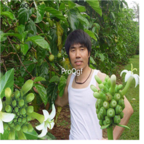18usd Ngryise 300pcs Noni Fruit seed