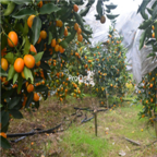 18usd Ngryise 300pcs Mini Orange Fruit  Margarita seed