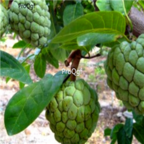 18usd Ngryise 100pc Annona Squamosa Custard Apple seed