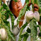 18usd Ngryise 1000pcs Melon Eggplant Fruit Solanum Muricatum seed