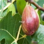 18usd Ngryise 100pcs Ficus Carica Fruit fig seed