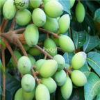 18usd Ngryise 100pcs  White Olive Gan Lan seed