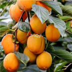 18usd Ngryise 300pcs Persimmon Fruit Diospyros Kaki seed