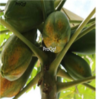 18usd Ngryise 300pcs Papaya Fruit Chaenomeles Sinensis seed