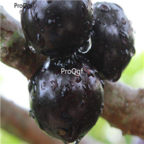 18usd Ngryise 1000pcs Jaboticaba grape seed