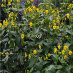18usd Ngryise 1000pcs Silphium Perfoliatum Grass seed