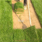 18usd Ngryise 50000pcs evergreen Low Cynodon Dactylon seed