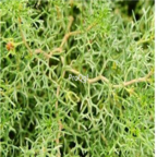 18usd Ngryise 5000pcs  Peganum Harmala Luo Tuo Peng seed