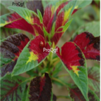 18usd Ngryise 3000pcs Amaranthus Tricolor seed