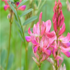 18usd Ngryise 3000pcs Sainfoin Semente  Onobrychis Viciaefolia seed