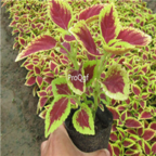 18usd Ngryise 3000pcs Scutellarioides  Coleus Blumei Grass seed