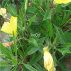 18usd Ngryise 6000pcs Oenothera Biennis seed