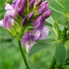 18usd Ngryise 3000pcs Alfalfa Herb Medicago Sativa seed
