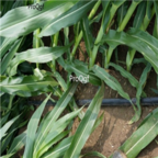 18usd Ngryise 3000pcs corngrass  Purus Frumentum Forage seed