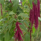 18usd Ngryise 3000pcs Grain Amaranth seed