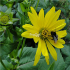 18usd Ngryise 3000pcs silphium Perfoliatum Grass seed