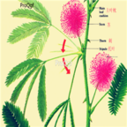 18usd Ngryise 1000pcs Bashfulgrass Semente Mimosa Grass seed