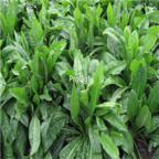 18usd Ngryise 1000pcs Cichorium Intybus seed