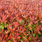 18usd Ngryise 1000pcs Photinia Serrulata seed