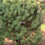 18usd Ngryise 1000pcs Cathaya Argyrophylla Fir seed