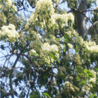 18usd Ngryise 500pcs Swida Wilsoniana Tree  seed