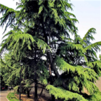 18usd Ngryise 500pcs Cedrus Deodara seed