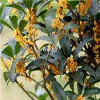 18usd Ngryise 300pcs Sweet Scented Osmanthus seed