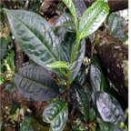 18usd Ngryise 100pcs Pu Erh Teea Tree seed