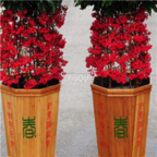 18usd Ngryise 300pcs Ardisia Crenata seed