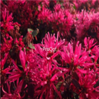 18usd Ngryise 1000pcs Loropetalum Chinense seed