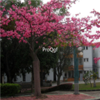 18usd Ngryise 600pcs Floss-silk Tree Semente  Ceiba Insignis seed