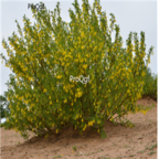 18usd Ngryise 600pcs Caragana Korshinskii seed