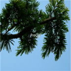 18usd Ngryise 600pcs Pseudolarix Amabilis seed