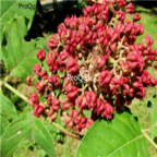 15usd 1000pcs Ngryise Evodia Daniellii Tree Chou Tan For Wu Zhu Yu seed