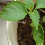 15usd 8000pcs Ngryise  Perilla Herb Basil Seed