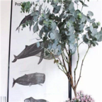 15usd 2000pcs Silver Dollar Eucalyptus Cinerea For Yin Ye An seed