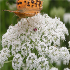 18usd 3000pcs Cnidium Monnieri Fructus Cnidii seed