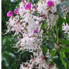 18usd 200pcs Lysidice Rhodostegia Yi Hua seed