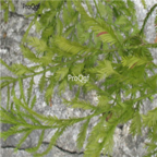 18usd Ngryise 1000pcs Podocarpus Imbricatus seed