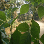 18usd 1000pcs siberian Ginseng Acanthopanax Senticosus seed