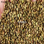 18usd Ngryise 2000pcs Licorice Glycyrrhiza Glabra seed