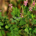 18usd Ngryise 5000pcs Indigofera Pseudotinctoria  Ma Ji seed