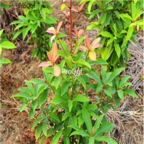 Ngryise 1000pcs Phoebe Zhennan seed