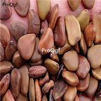 18usd Ngryise 500pcs Caesalpinia Pulcherrima seed